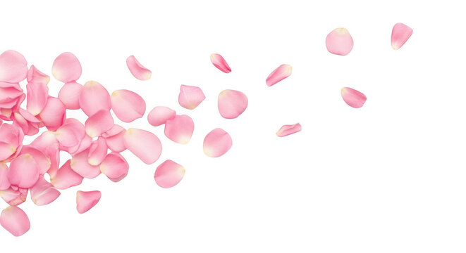 Pink rose petals falling on white background, romantic floral elements