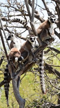 GROUP OF LEMURS CLIMBING TREE BRANCHES