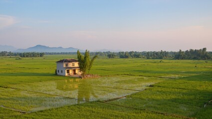 Fototapeta premium Vietnamese countryside with rice fields and small house, soft morning light, pastel tones, minimal composition