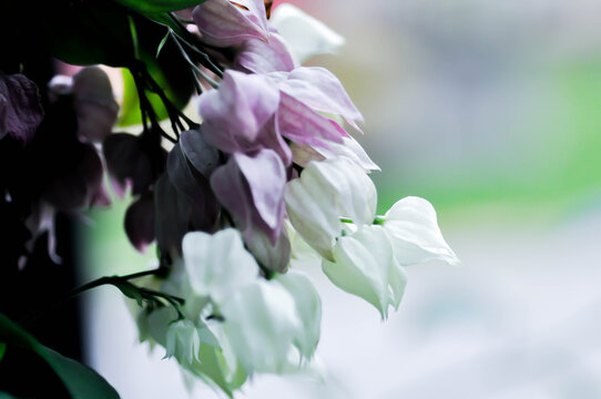 Bleeding heart vine or Clerodendrum thomsoniae Balf or Bag flower or LAMIACEAE or white flower