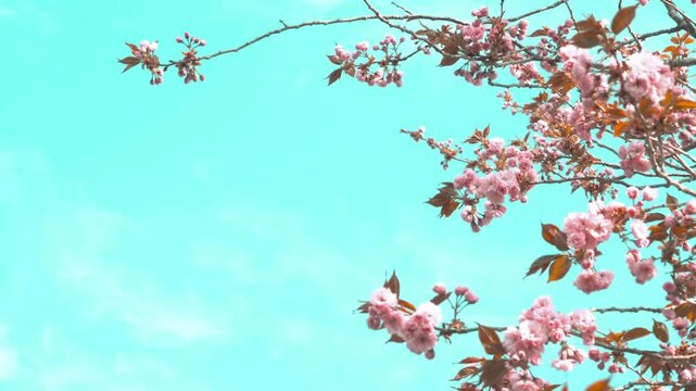 Beautiful cherry blossom sakura in spring time over background of blue sky landscape panorama