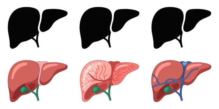 Liver anatomy, human liver, organ illustrations, medical vector graphics, healthcare icons