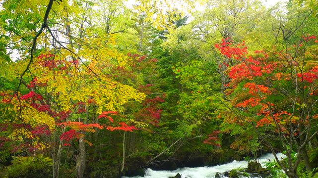 阿寒湖畔温泉東方の阿寒川と紅葉