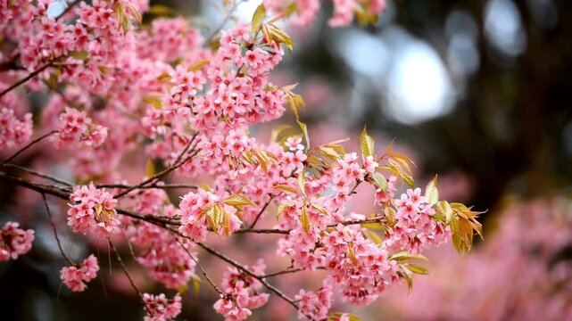Beautiful cherry blossom in full bloom. sakura in spring time over blue sky. Focus flower cluster 4K