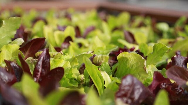 한국의 가정용 텃밭에서 싱싱하게 자라고 있는 초록색과 붉은색 상추 잎들의 근접 촬영 핸드헬드 브이로그 영상