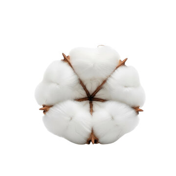 Cotton boll On Transparent Background
