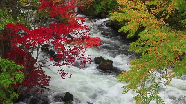 阿寒湖畔温泉東方の阿寒川と紅葉