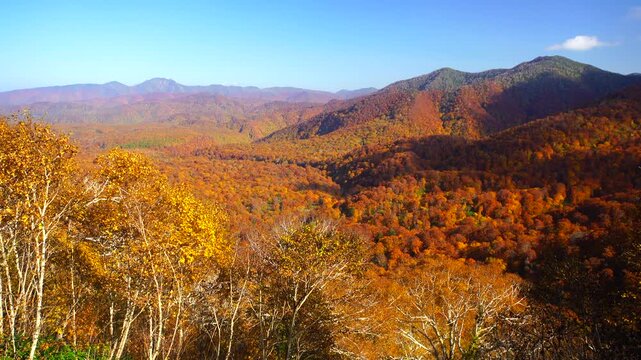 賀老高原のブナ林の樹海と大平山などの山並み