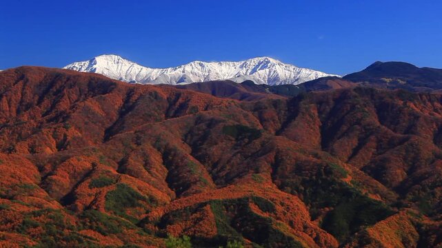 陣場形山から望む仙丈ヶ岳と北岳と紅葉のカラマツ林