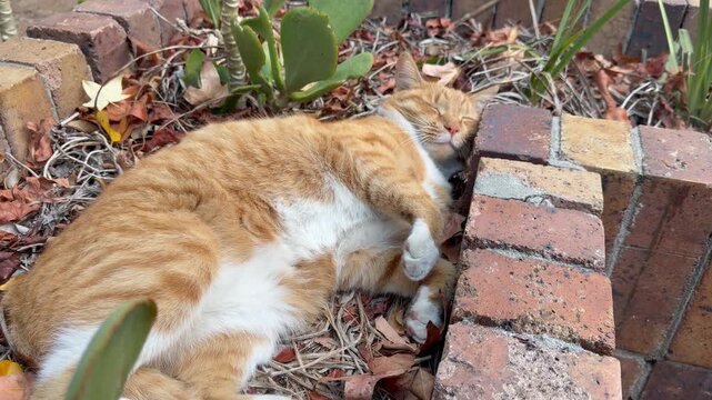 A ginger cat lays in the sun on a bed of leaves.