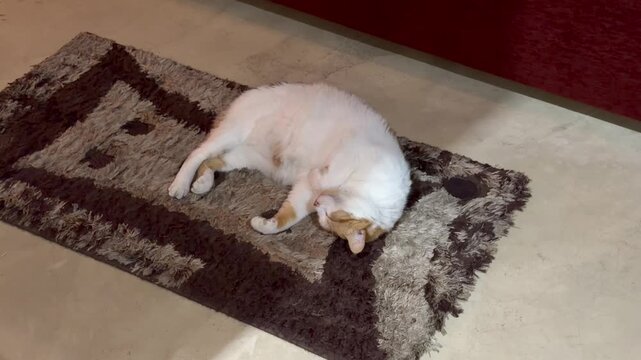 A white cat sleeps on a mat.