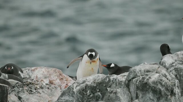 Group of gentoo penguins vocalizing, walking and flapping flippers on guano-stained rocks along Antarctic coastline with gray ocean in background - slow motion