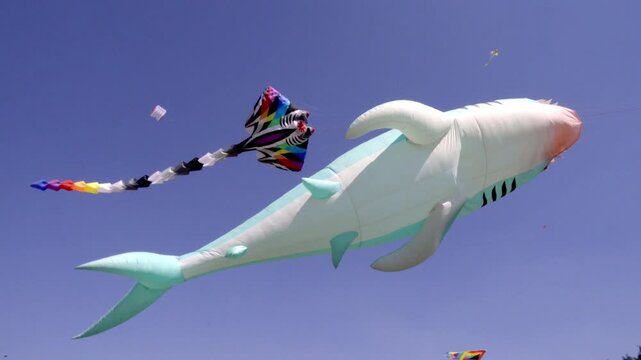 Colorful kites flying in clear sky with large shark shaped inflatable during outdoor festival showing fun activity and creative kite display