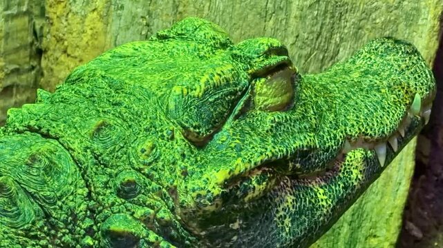 Dwarf crocodile Osteolaemus tetraspis, family Crocodylidae, order Crocodylia, class Reptilia, with detailed scales and eye in macro view, semi aquatic ambush predator, zoom in shot