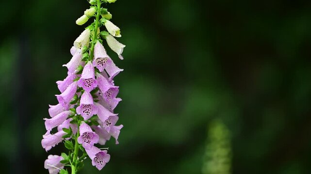 A towering spike of Purple Foxglove is captured in high detail, with heavy raindrops pearling off its vibrant, bell-shaped blossoms.