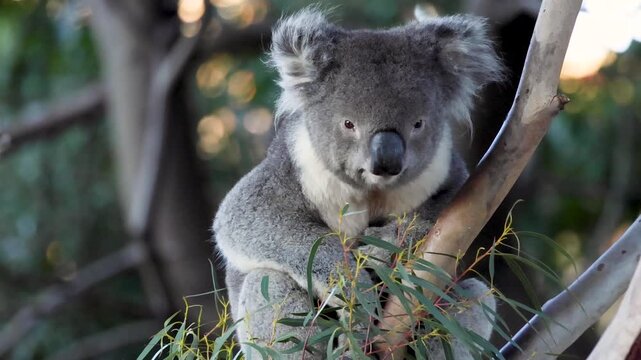 Close-up of a cute koala sitting in a eucalyptus tree and eating leaves.