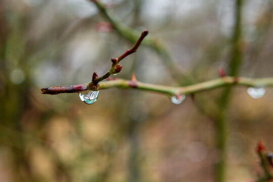 Rose branches with raindrops close-up