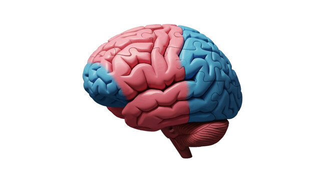 Anatomical Brain Illustration with Pink and Blue Sections on White