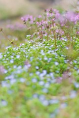 Obraz premium pink flowers in the forest