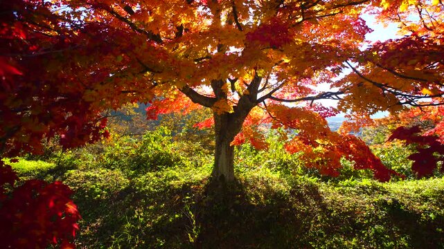 紅葉のモミジと午後の木もれ日