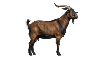 Fototapeta premium Majestic brown goat with large curved horns, profile view of a domestic male goat, farm animal livestock with black markings and beard isolated PNG with Transparent Background