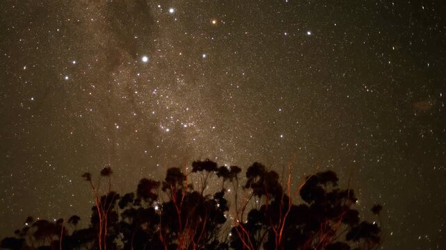 Time lapse of milky way galaxy moving over tree silhouette in night sky filled with stars and constellations.