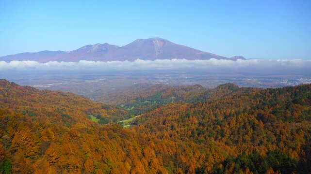 八風山から望む浅間山と紅葉のカラマツ林と野鳥の群れ