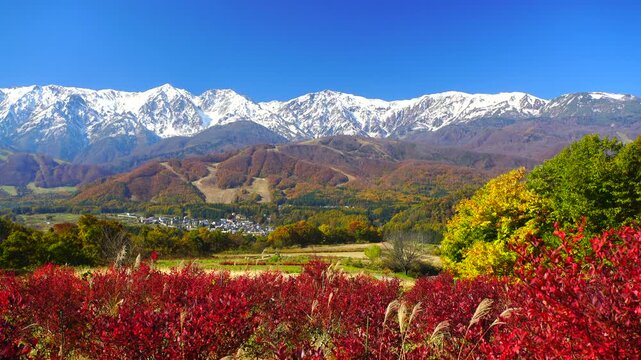 野平の紅葉のブルーベリーと白馬連峰