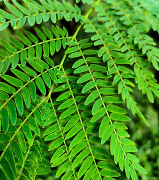 Vibrant Green Bipinnate Leaves of a Tropical Acacia Tree Showcasing Intricate Natural Patterns, Symmetrical Texture, and Lush Summer Foliage in Soft Sunlight.