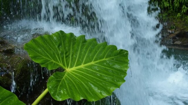 Lush Green Taro Leaves Near Flowing Waterfall in Tropical Nature