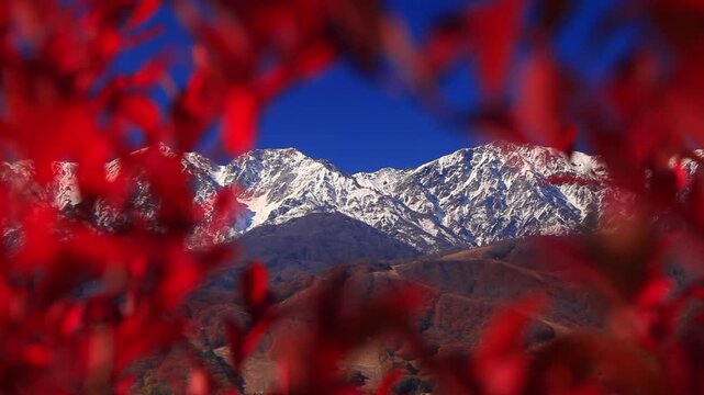 紅葉のブルーベリー越しの白馬連峰