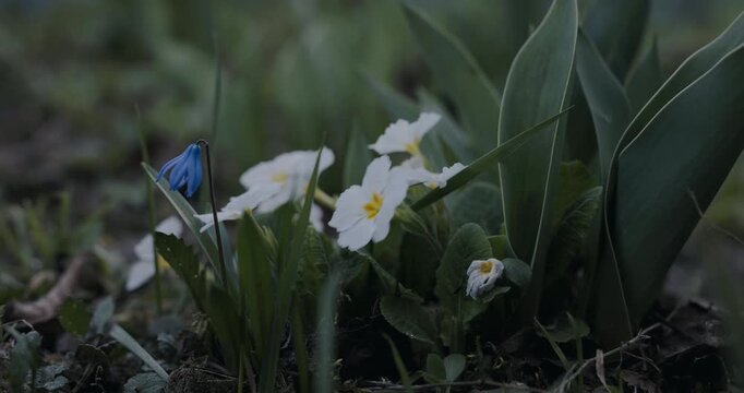 Low angle handheld shot of white primrose and blue squill flowers in early spring