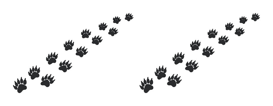 Black bear paw prints vector trail, wild animal footprint track silhouettes, grizzly bear walking path icons on white background