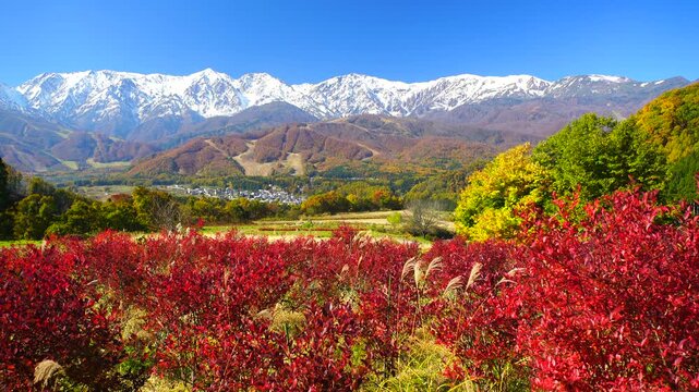 野平の紅葉のブルーベリーと白馬連峰