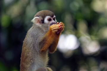 Obraz premium This image shows a squirrel monkey, a small New World primate belonging to the genus Saimiri. 