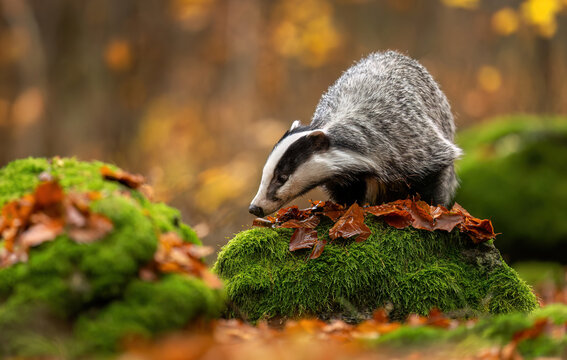 Badger close up ( Meles meles )