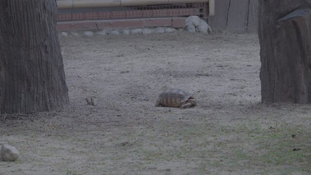 African spurred tortoise or Sulcata tortoise resting on the ground, static shot.