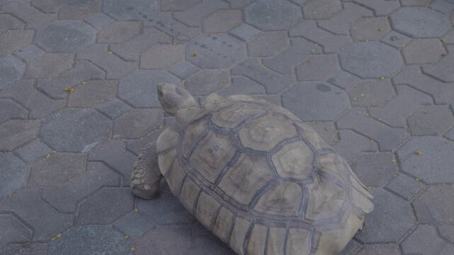 Side view of African spurred tortoise or Sulcata tortoise walking on patterned pavement.