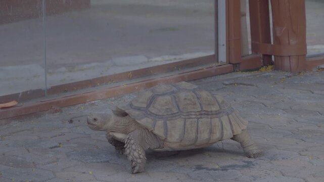 African spurred tortoise or Sulcata tortoise walking on pavement in the zoo.