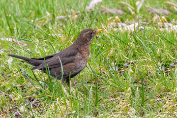  Kos (Turdus merula). Samica. © Janusz Lipiński