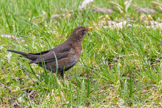  Kos (Turdus merula). Samica.