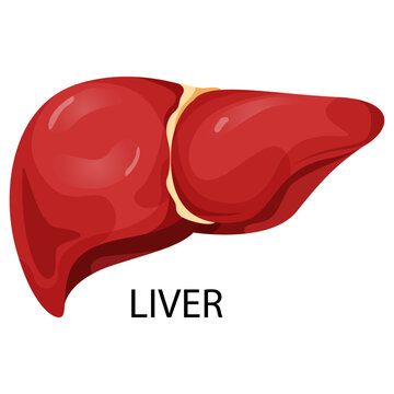 Human liver organ shown in clean flat graphic style on white background, concept of anatomy and education. Vector illustration