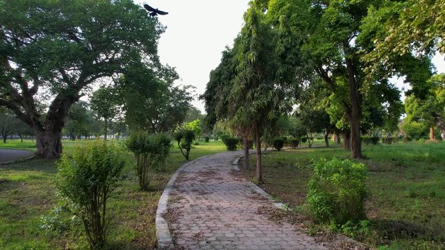 High-definition footage highlights the "Tunnel of Green" effect created by interlocking tree canopies as the camera moves steadily forward.