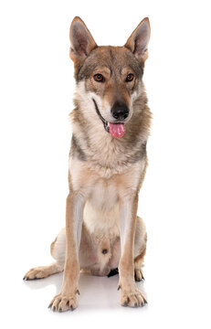  czechoslovakian wolf dog