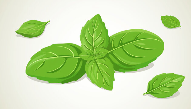Vibrant green basil leaves, fresh and aromatic, used in cooking and garnishing, depicted in a clean vector illustration.