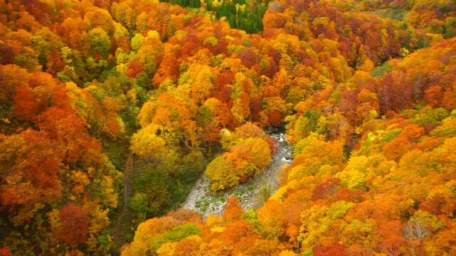 城ヶ倉大橋から望む城ヶ倉渓谷の紅葉
