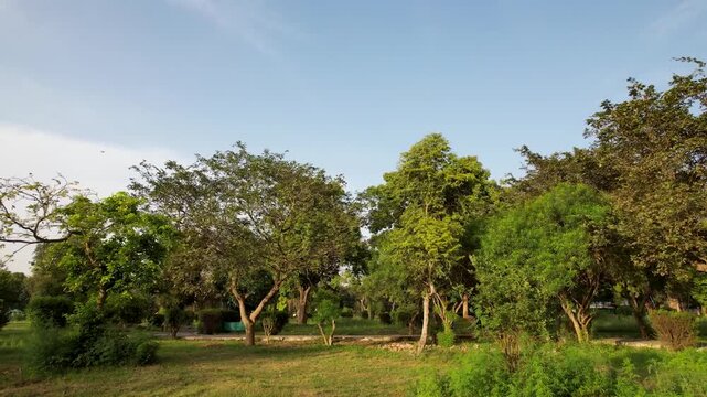 Detailed environmental study showcasing the complex textures of a wild forest against the simple, vibrant backdrop of the wide, blue sky.