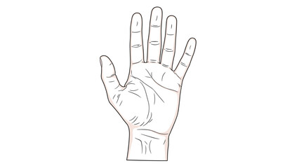 Fototapeta premium Detailed line drawing of a human palm showing the main palm lines and fingers against a white background for palmistry and anatomy.