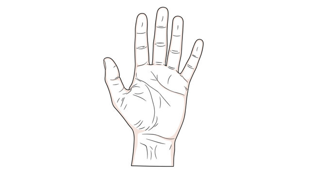 Detailed line drawing of a human palm showing the main palm lines and fingers against a white background for palmistry and anatomy.
