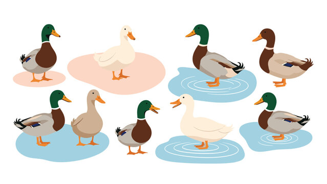 Group of ducks and mallards standing in stylized water puddles display different feather patterns and colors in a simple cartoon illustration.